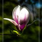 Magnolienblüte