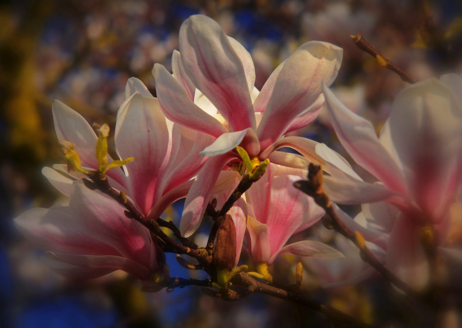 Magnolienblüte