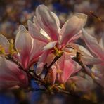 Magnolienblüte