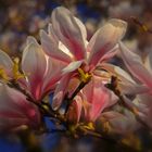 Magnolienblüte