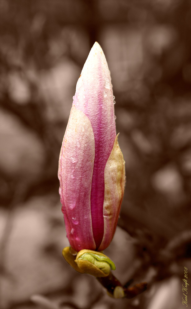 Magnolienblüte