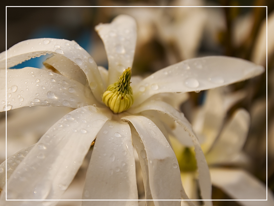 Magnolienblüte