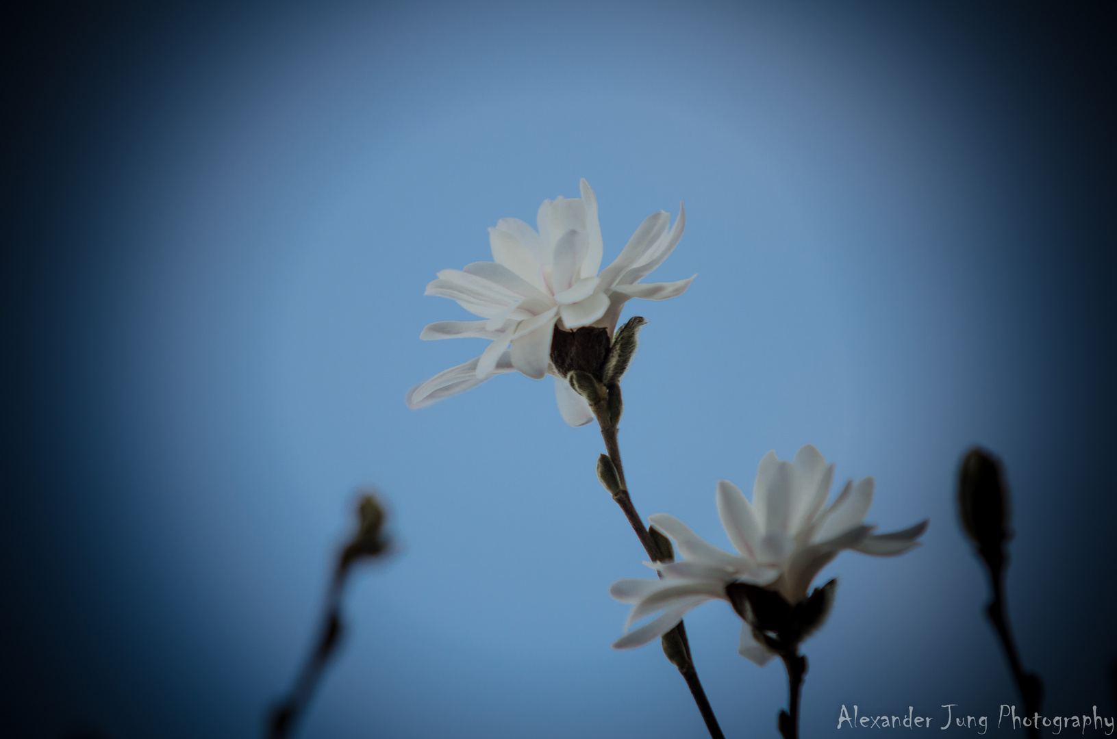 Magnolienblüte - Der Frühling beginnt!