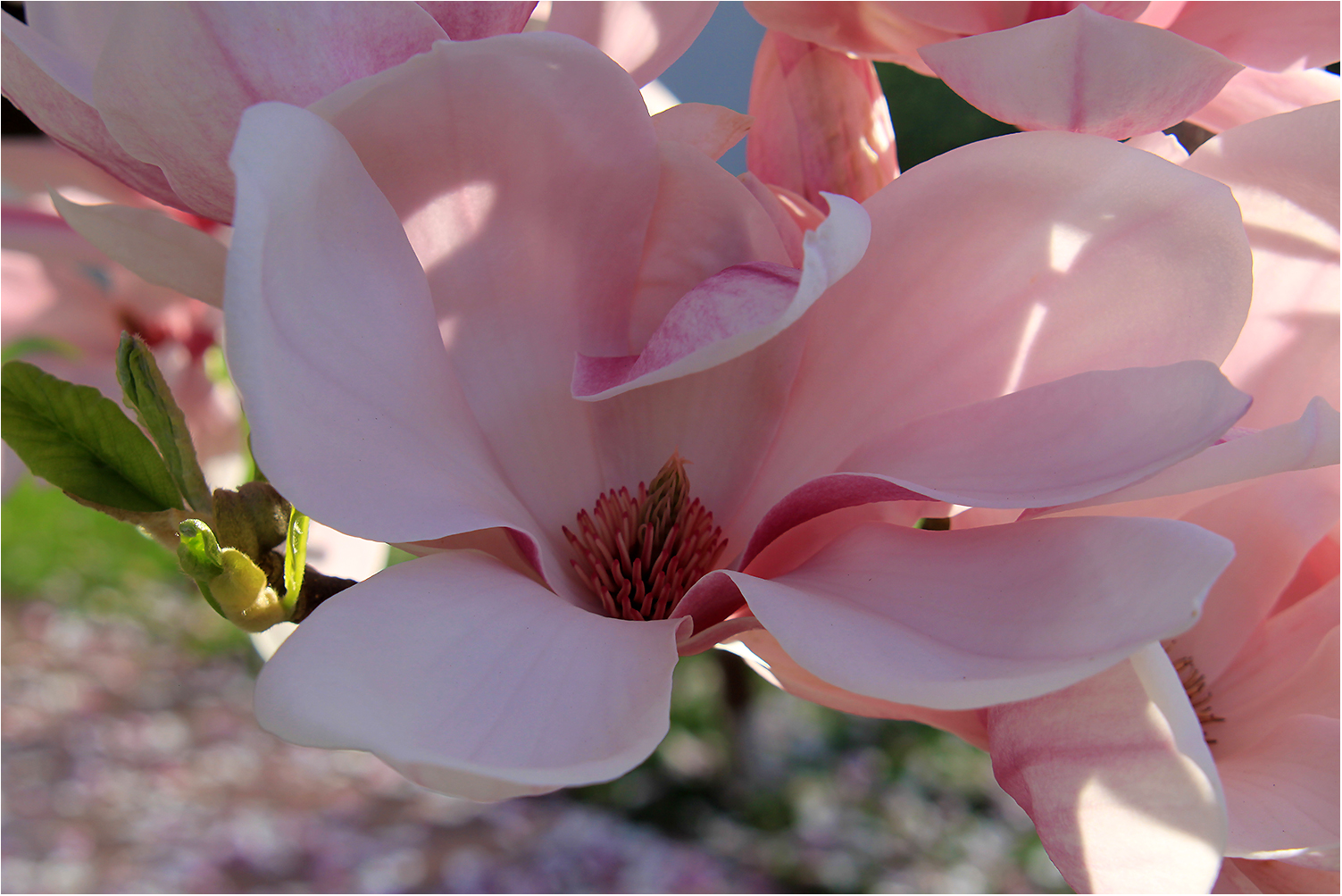 Magnolienblüte, die Letzte