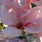 Magnolienblüte, die Letzte