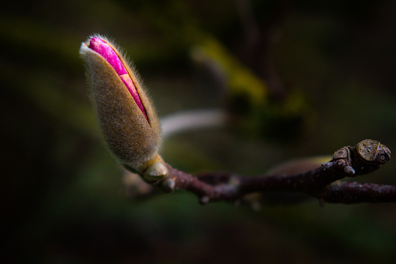 Magnolienblüte