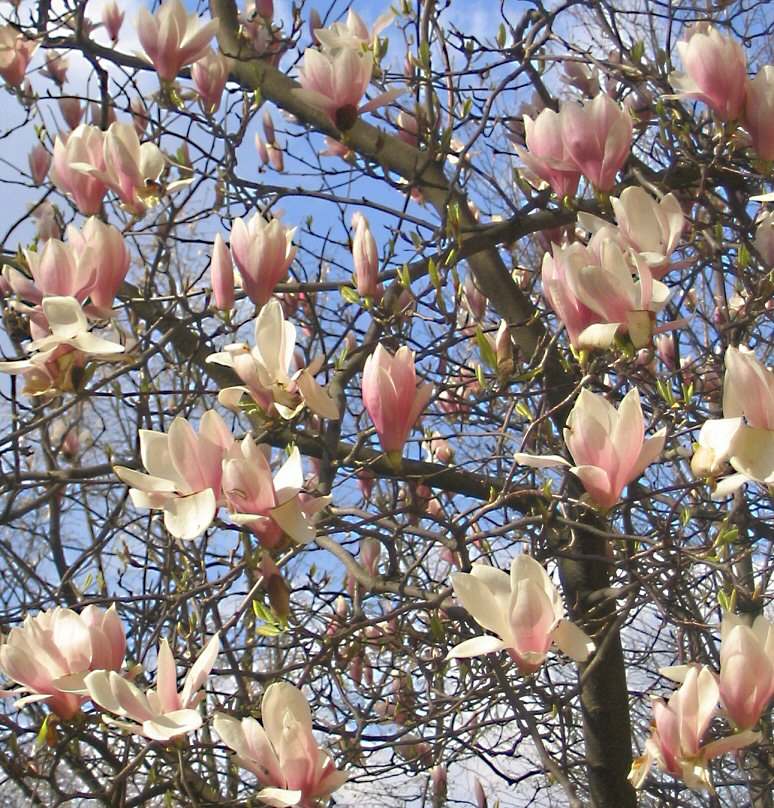 Magnolienblüte