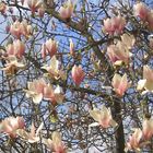 Magnolienblüte