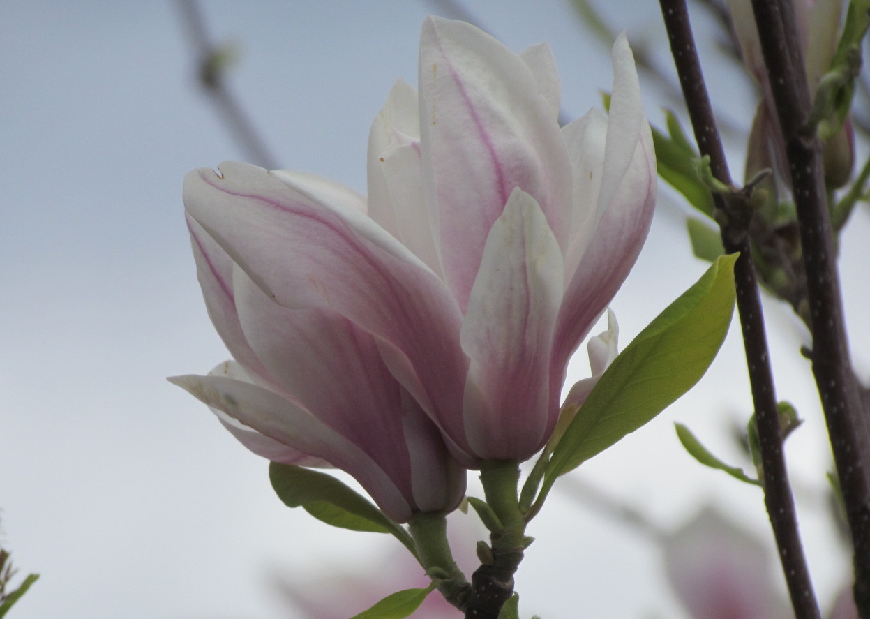 Magnolienblüte