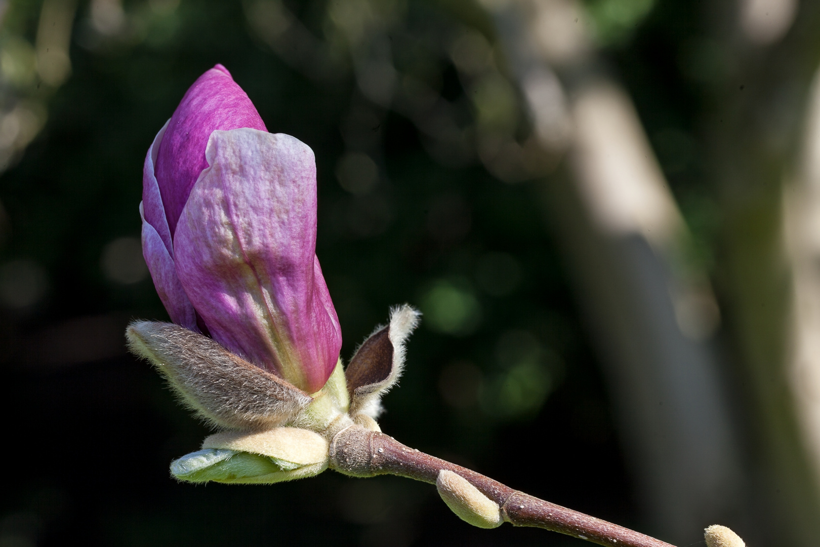 Magnolienblüte ...