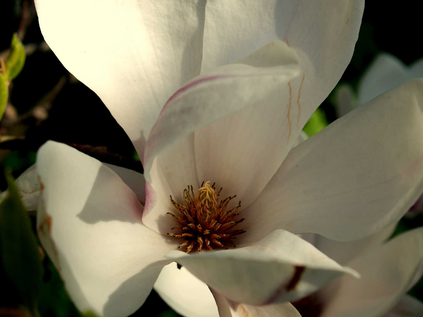 Magnolienblüte