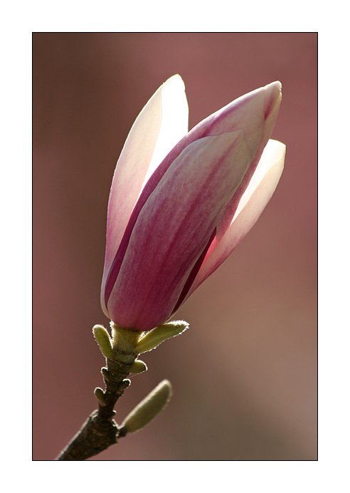 Magnolienblüte