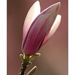 Magnolienblüte