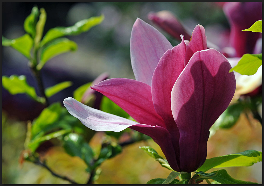 Magnolienblüte