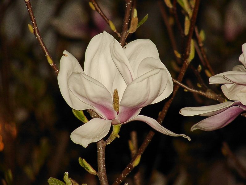 Magnolienblüte