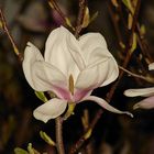 Magnolienblüte