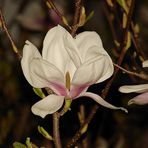 Magnolienblüte