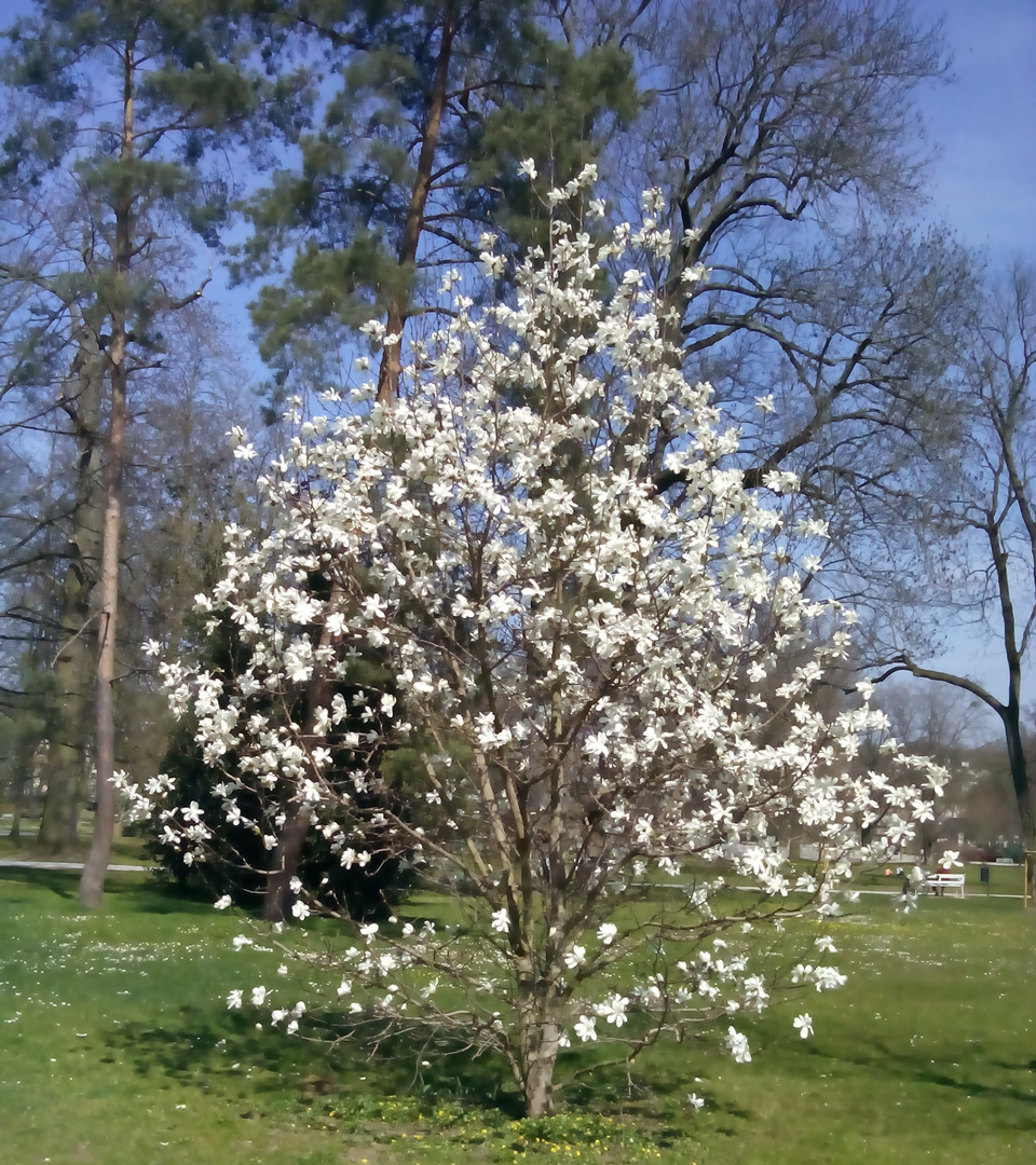 Magnolienblüte