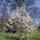 Magnolienblüte