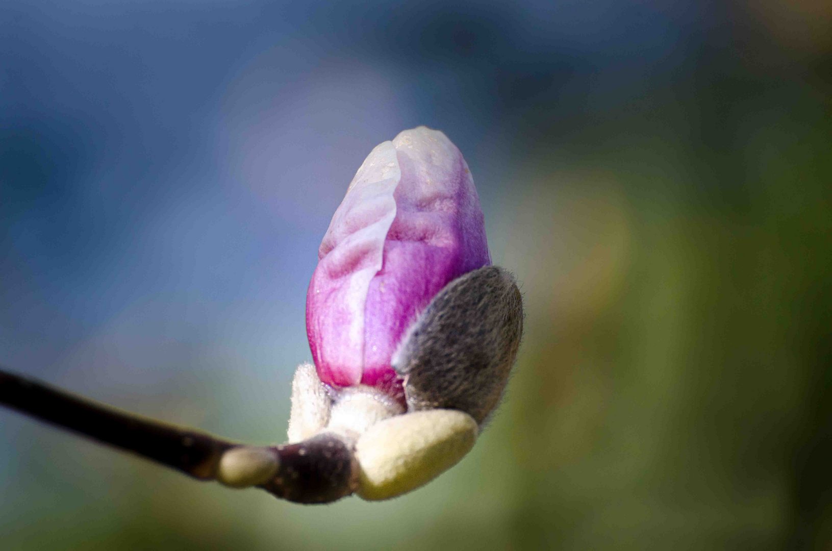 Magnolienblüte