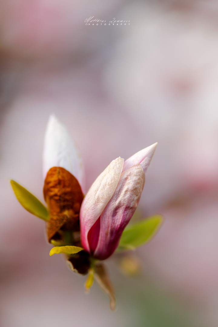 Magnolienblüte