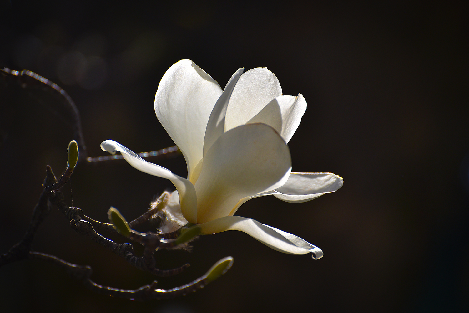 Magnolienblüte