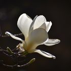 Magnolienblüte