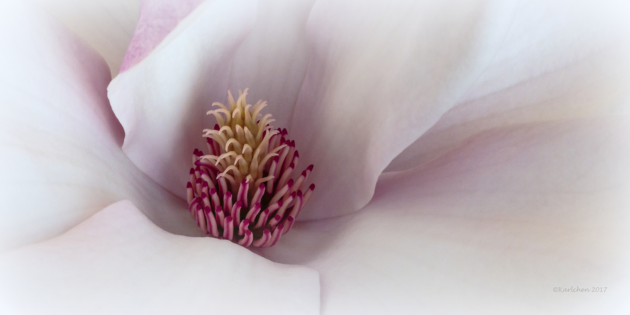 Magnolienblüte