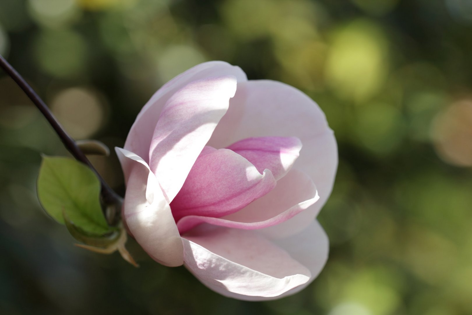 Magnolienblüte