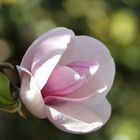 Magnolienblüte