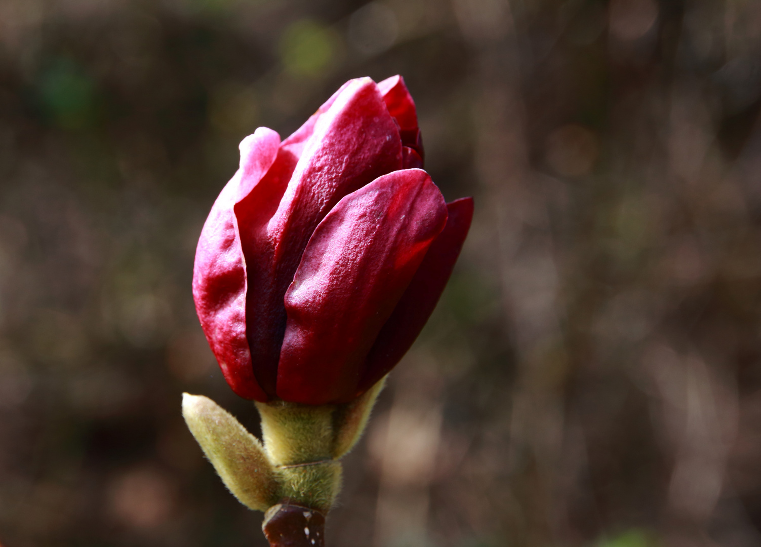 Magnolienblüte 