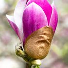 Magnolienblüte