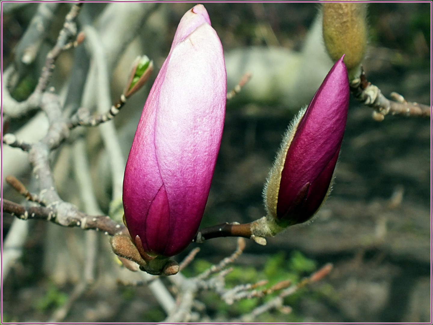 Magnolienblüte