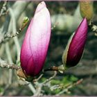 Magnolienblüte