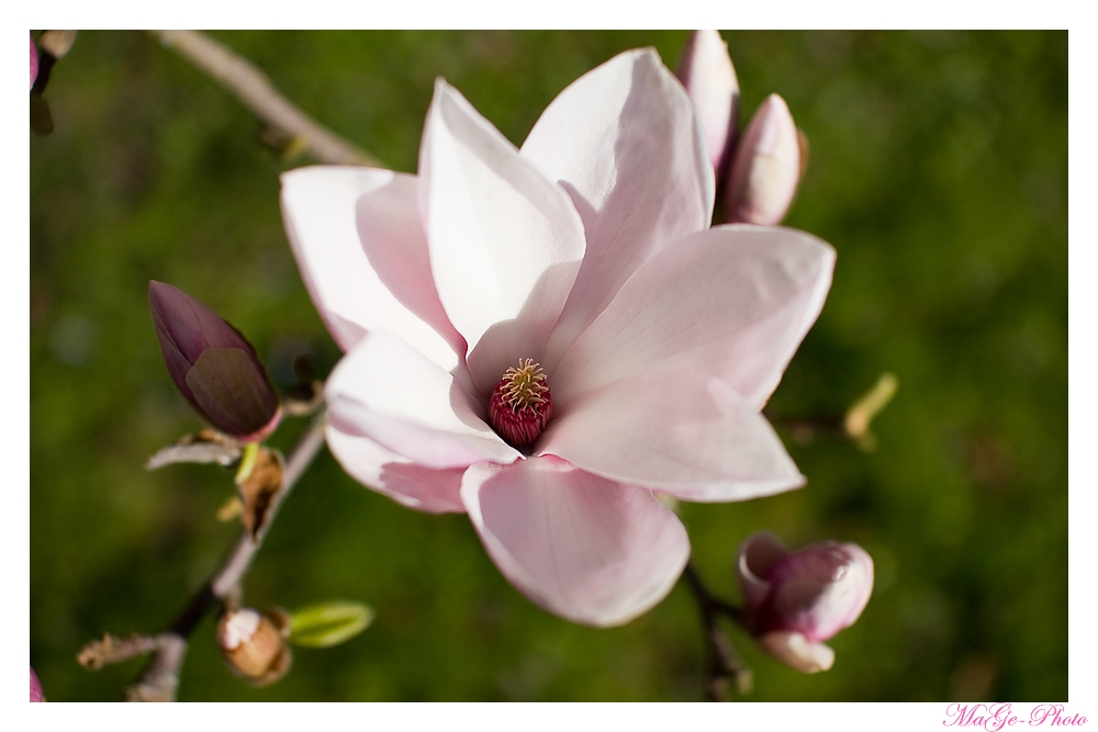 Magnolienblüte