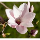 Magnolienblüte