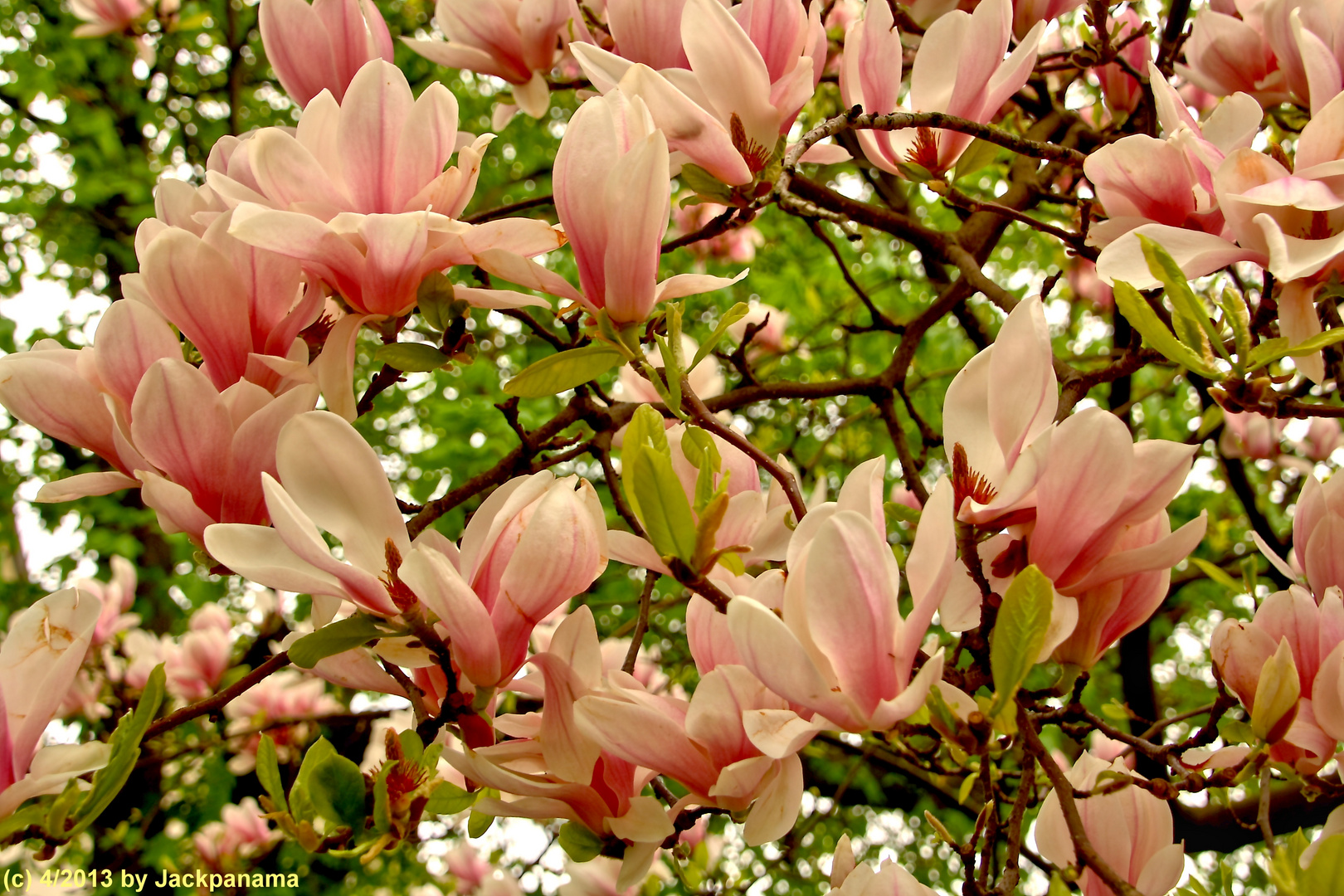 Magnolienblüte - Ein Traum im Frühjahr