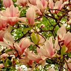 Magnolienblüte - Ein Traum im Frühjahr