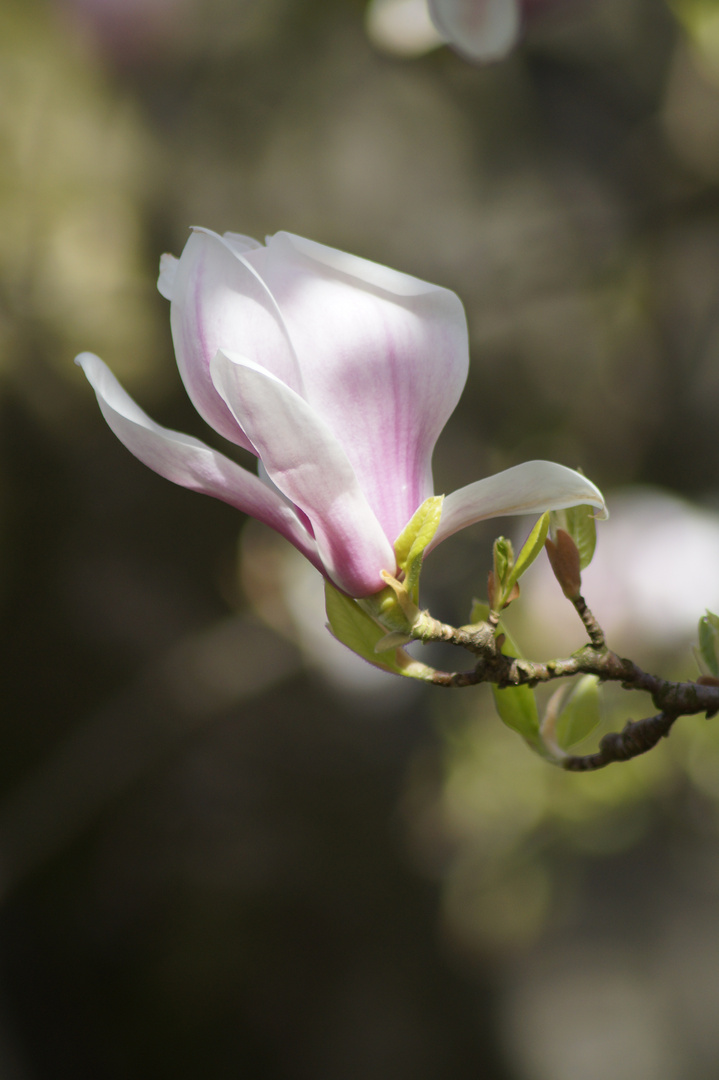 Magnolienblüte einzeln