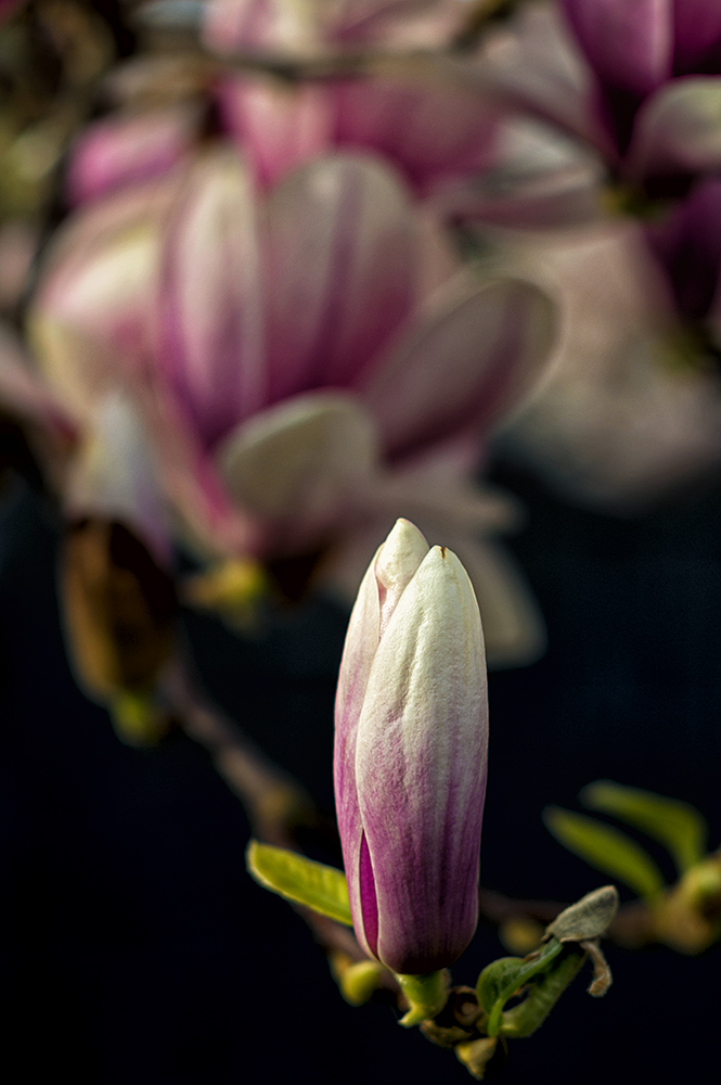 Magnolienblüte