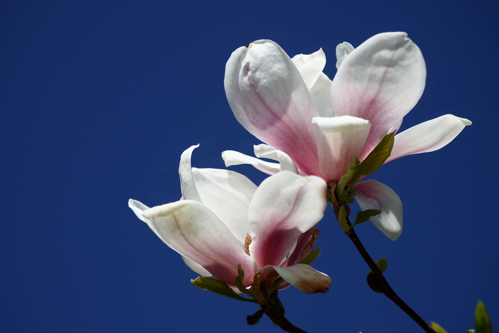 Magnolienblüte