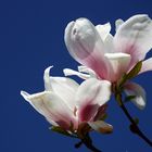 Magnolienblüte