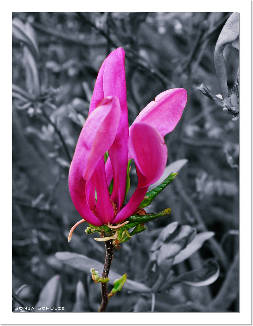 Magnolienblüte