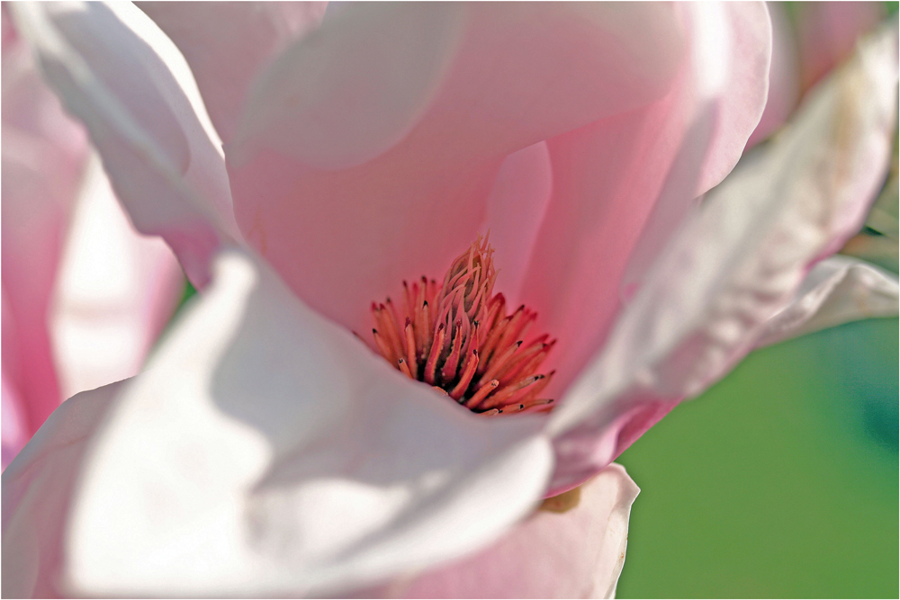 Magnolienblüte