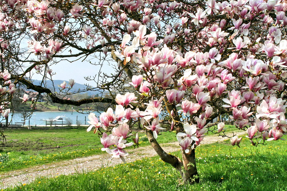 Magnolienblüte