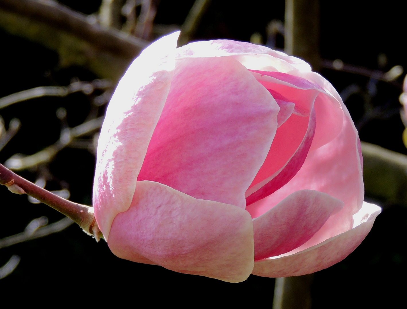 Magnolienblüte