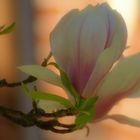 Magnolienblüte