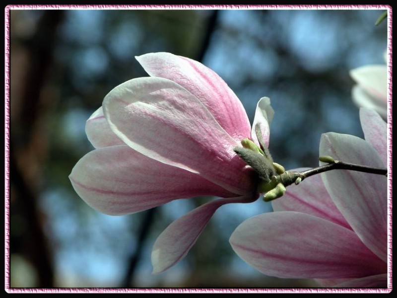 Magnolienblüte