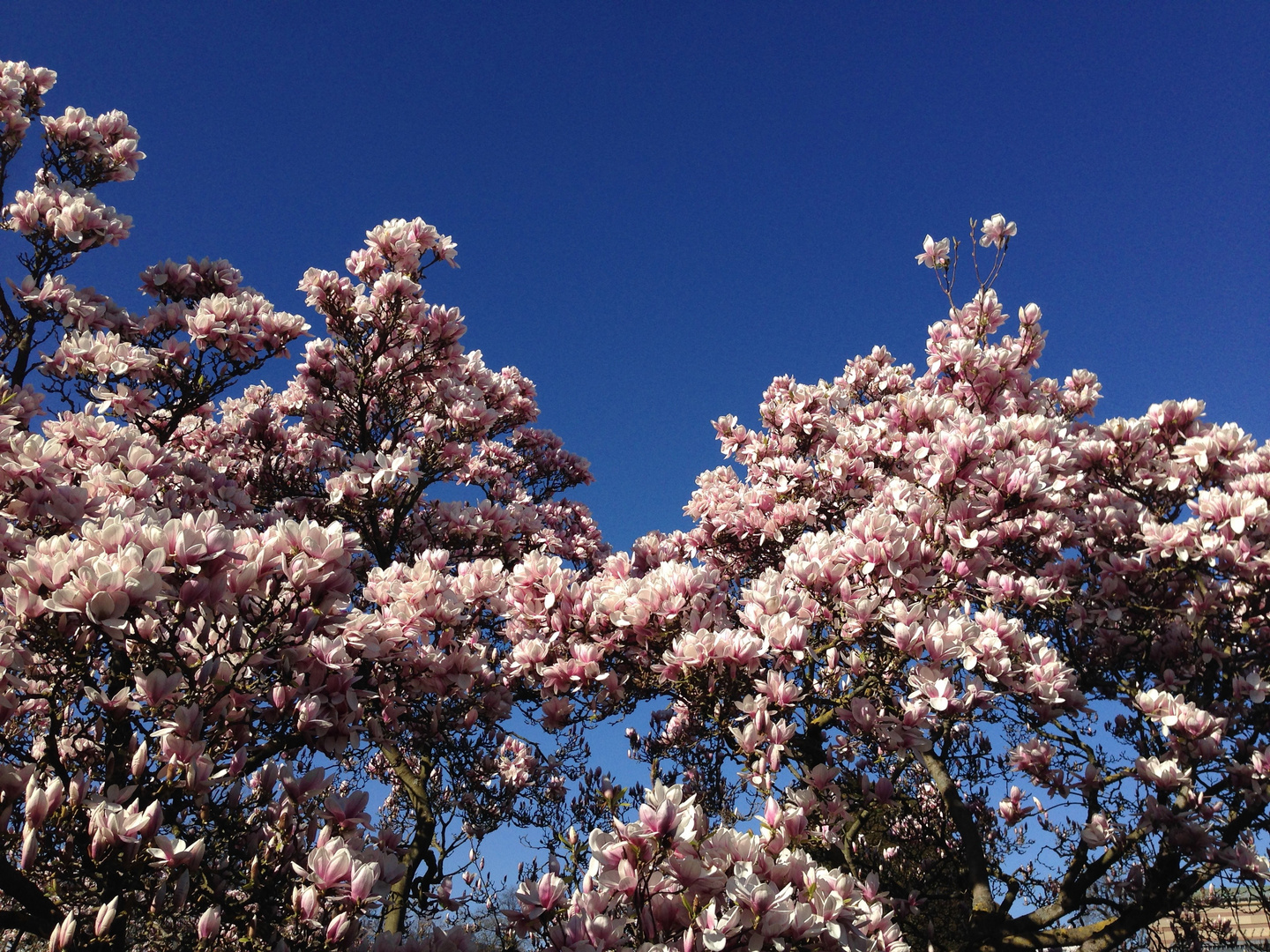 Magnolienblüte