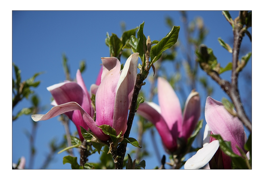 Magnolienblüte